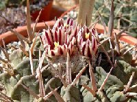 Echinofossulocactus coptonogonus FA (also by 100)